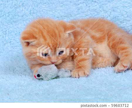 Cute little red kitten playing with toy mouse 59683712