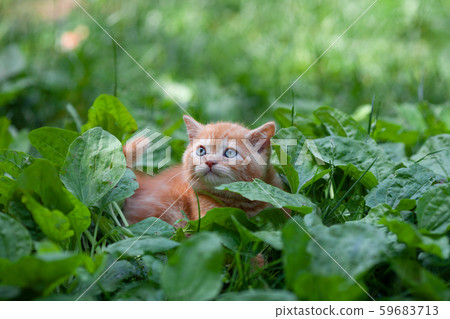Little red kitten walking on the plantain lawn 59683713