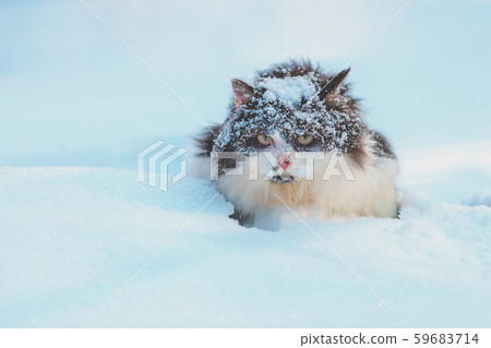 Black and white cat walks in deep snow in blizzard 59683714