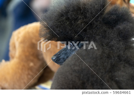 Poodle dog beauty salon Poodle dog beauty salon 59684661