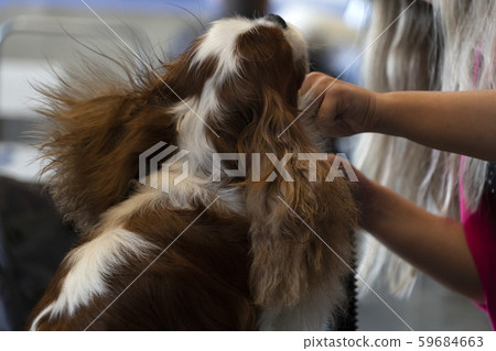 Chevalier king dog close up being combed Chevalier king dog close up being combed 59684663