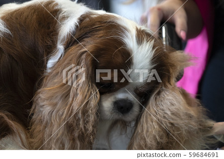 Chevalier king dog close up being combed Chevalier king dog close up being combed 59684691