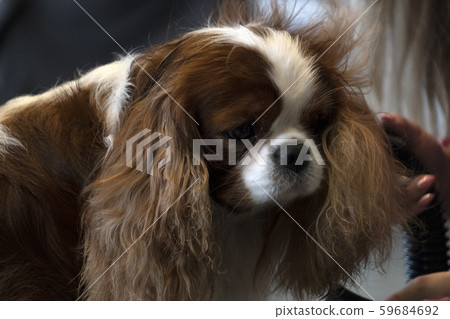 Chevalier king dog close up being combed Chevalier king dog close up being combed 59684692