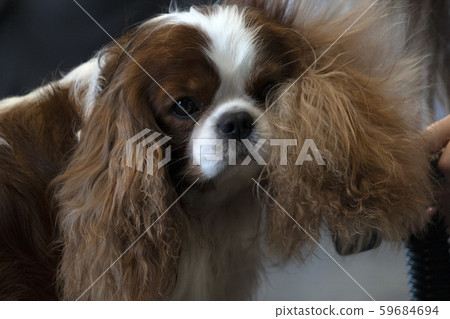 Chevalier king dog close up being combed Chevalier king dog close up being combed 59684694
