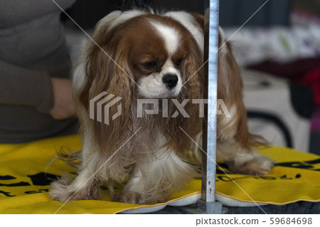 Chevalier king dog close up being combed Chevalier king dog close up being combed 59684698