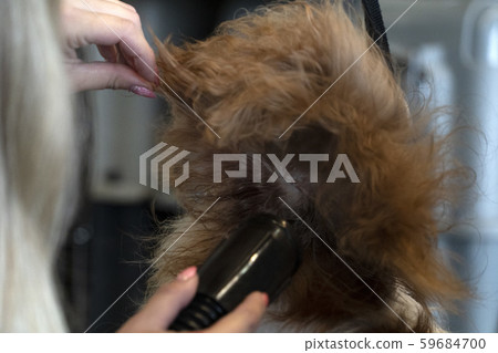 Chevalier king dog close up being combed Chevalier king dog close up being combed 59684700
