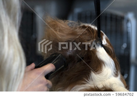 Chevalier king dog close up being combed Chevalier king dog close up being combed 59684702