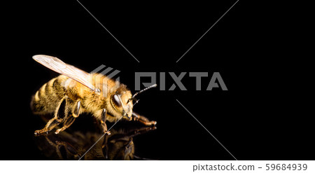 Honey bee macro, isolated on black background. Bee 59684939