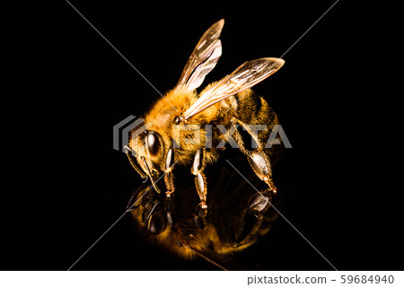 Honey bee macro, isolated on black background. Bee 59684940