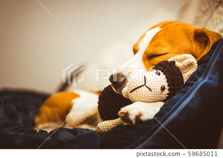 Adorable Beagle dog sleeping with his favorite Adorable Beagle dog sleeping with his favorite 59685011
