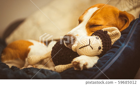 Adorable Beagle dog sleeping with his favorite Adorable Beagle dog sleeping with his favorite 59685012