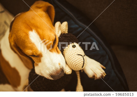 Adorable Beagle dog sleeping with his favorite Adorable Beagle dog sleeping with his favorite 59685013