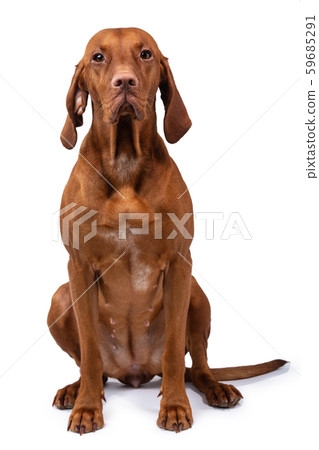 Hungarian vizsla dog isolated 59685291