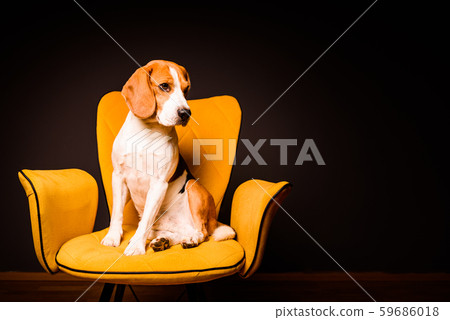 A beagle dog sits on a yellow chair in front of a 59686018