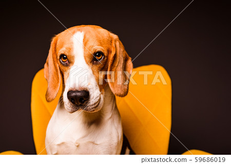 A beagle dog sits on a yellow chair in front of a A beagle dog sits on a yellow chair in front of a 59686019
