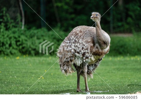 Darwin's rhea, Rhea pennata also known as the 59686085