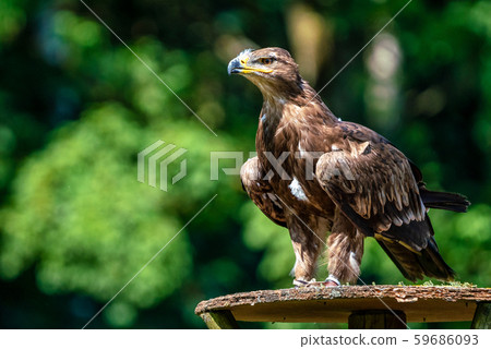 Harris's hawk, Parabuteo unicinctus, bay-winged 59686093