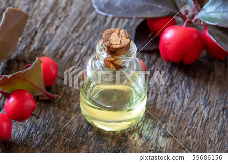 A bottle of essential oil with fresh wintergreen 59686156