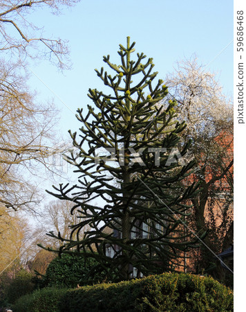 Chilean Araucaria, Araucaria araucana, against Chilean Araucaria, Araucaria araucana, against 59686468