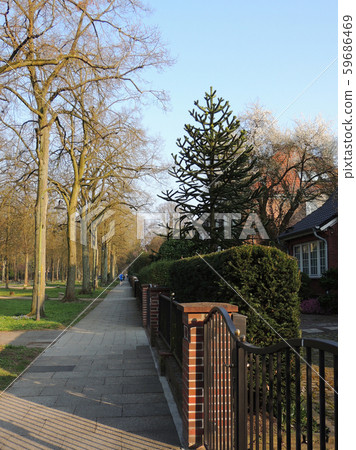 Chilean Araucaria, Araucaria araucana, against Chilean Araucaria, Araucaria araucana, against 59686469