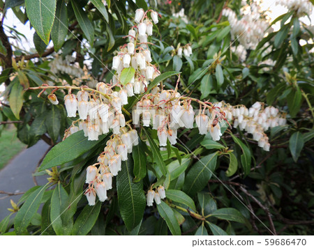 Pieris japonicum during flowering. Spring Pieris japonicum during flowering. Spring 59686470