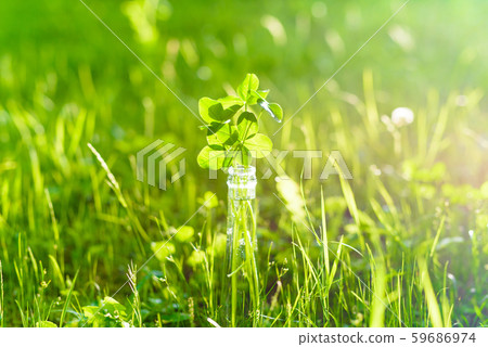 Lucky four-leaf clovers gathered in bottles on a bright backlit meadow. 59686974