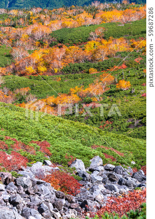 《Nagano Prefecture》Autumn leaves Norikura and natural scenery 《Nagano Prefecture》Autumn leaves Norikura and natural scenery 59687286