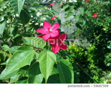 Hokobatexin Zakura 59687309