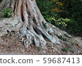 Majestic tree roots 59687413