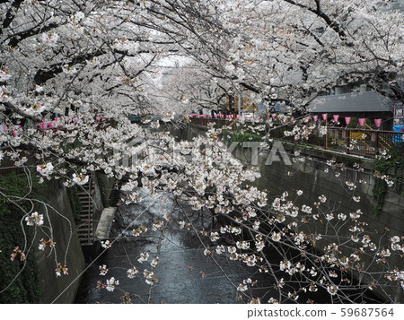 Meguro River Sakura Festival Meguro River Sakura Festival 59687564
