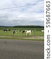 There was a cow 59687663