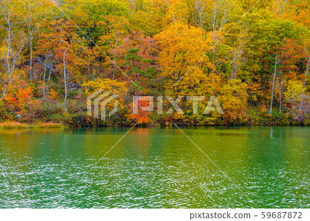 滋賀高原的紅葉[長野縣長池市] 59687872