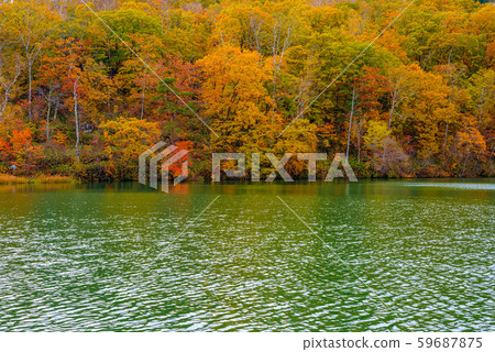 Colored leaves of Shiga Kogen [Nagano Prefecture, Maruike] 59687875