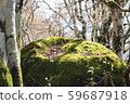 Fallen leaves and moss rocks 59687918