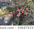 Moss, fallen leaves and autumn leaves 59687919