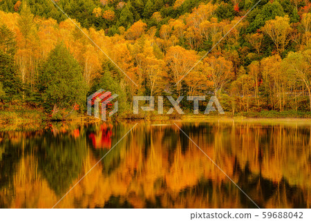 滋賀高原的有色葉子[長野縣/ Kidoike] 59688042