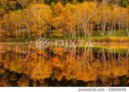 滋賀高原的有色葉子[長野縣/ Kidoike] 59688048
