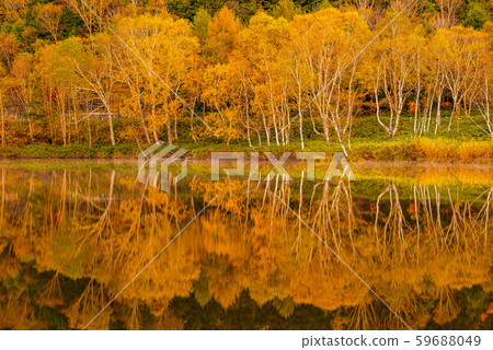 Colored leaves of Shiga Kogen [Nagano Prefecture / Kidoike] 59688049