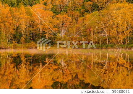 Colored leaves of Shiga Kogen [Nagano Prefecture / Kidoike] 59688051