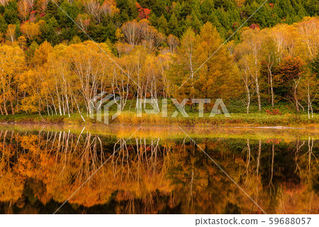 Colored leaves of Shiga Kogen [Nagano Prefecture / Kidoike] 59688057