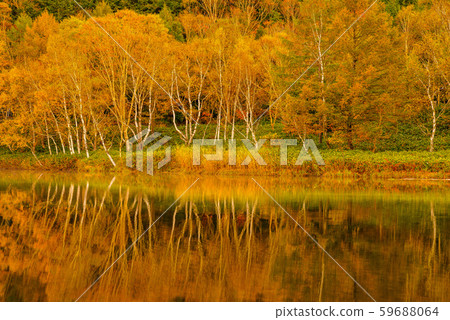 Colored leaves of Shiga Kogen [Nagano Prefecture / Kidoike] 59688064