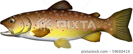 鱒魚矢量圖 59688419