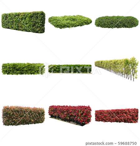 彩礁園林植物摳圖 59688750