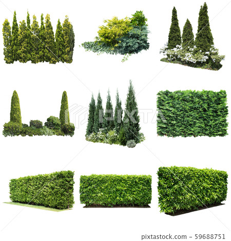 彩礁園林植物摳圖 59688751