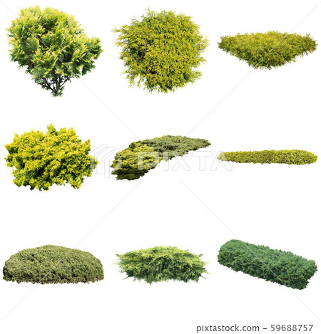 Color Reef Garden Plant Cutout 59688757