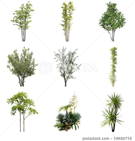 彩礁園林植物摳圖 59688758