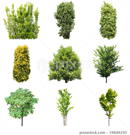Color Reef Garden Plant Cutout Color Reef Garden Plant Cutout 59689293