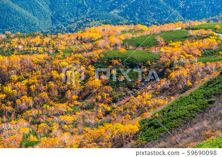 《Nagano Prefecture》Autumn leaves Norikura and natural scenery 59690098