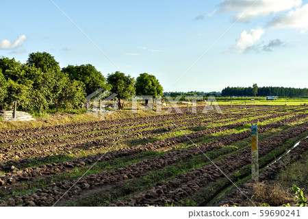 柬埔寨水稻種植區風光 59690241