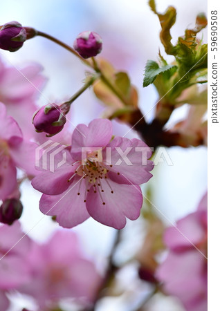 Pink cherry blossoms 59690508